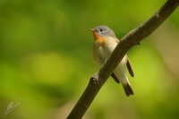 Lejsek maly - Ficedula parva - Red-breasted Flycatcher 5065ru